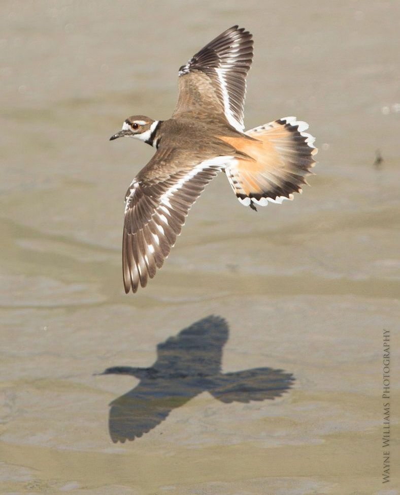 A bird is flying over a body of water and its shadow is reflected in the water.