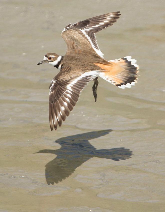 A bird is flying over a body of water