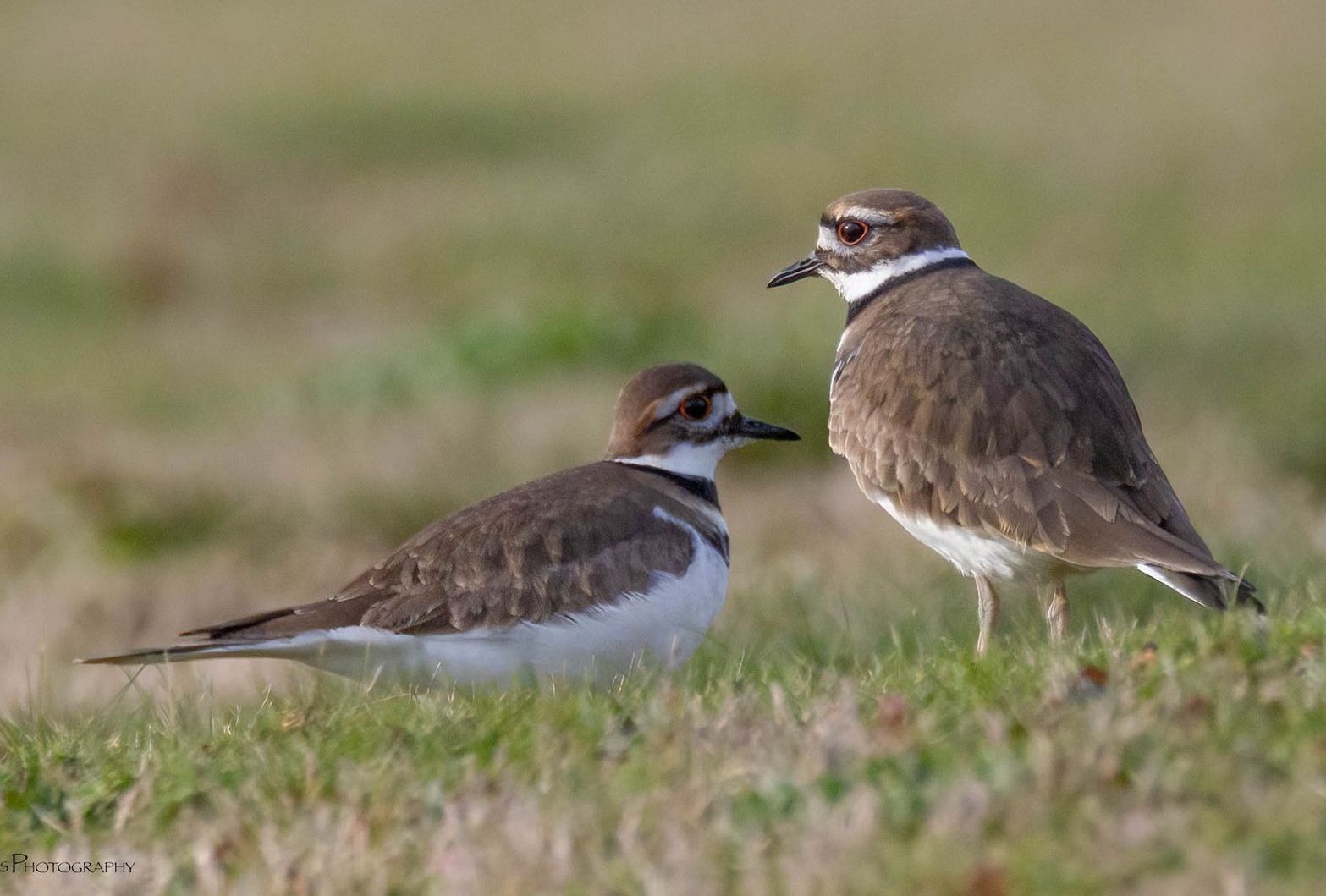 Two birds are standing next to each other in the grass.