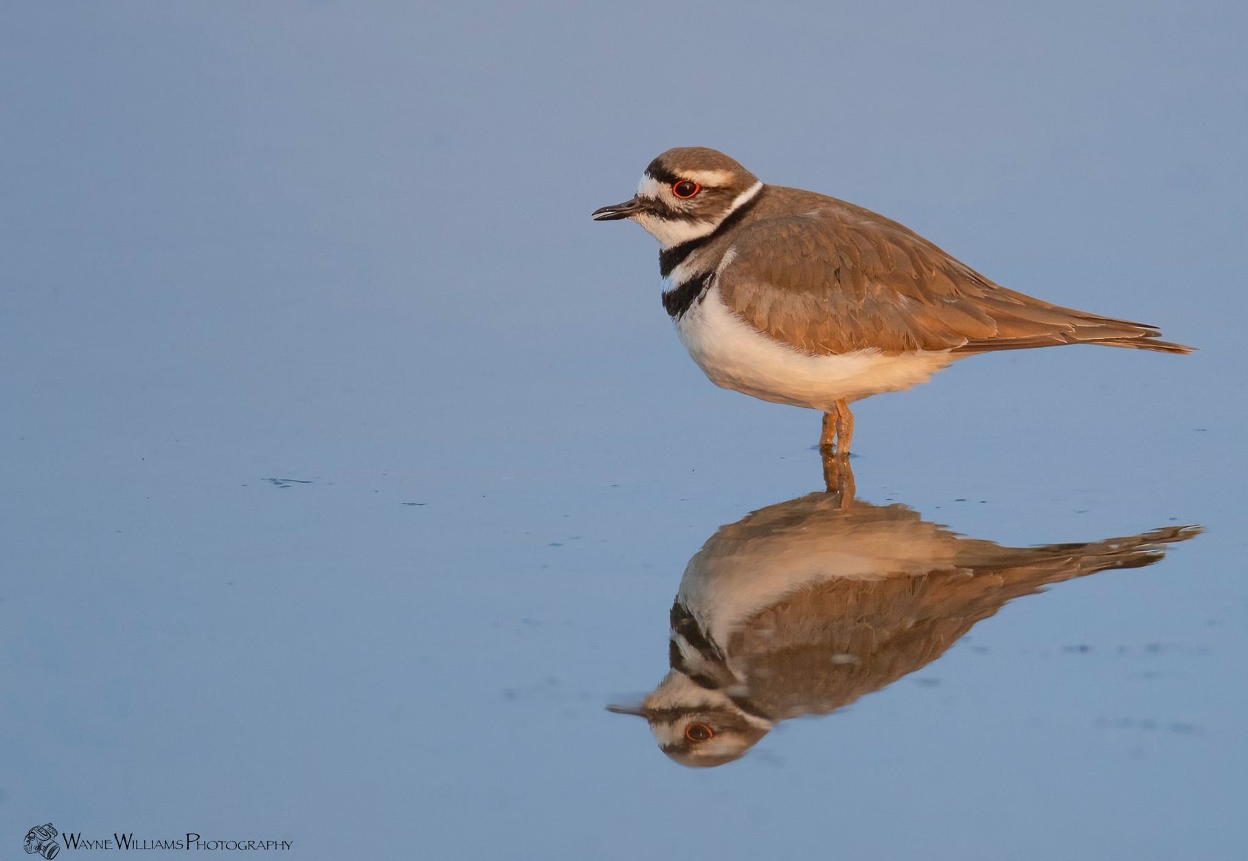 A bird is standing on one leg and looking at its reflection in the water.