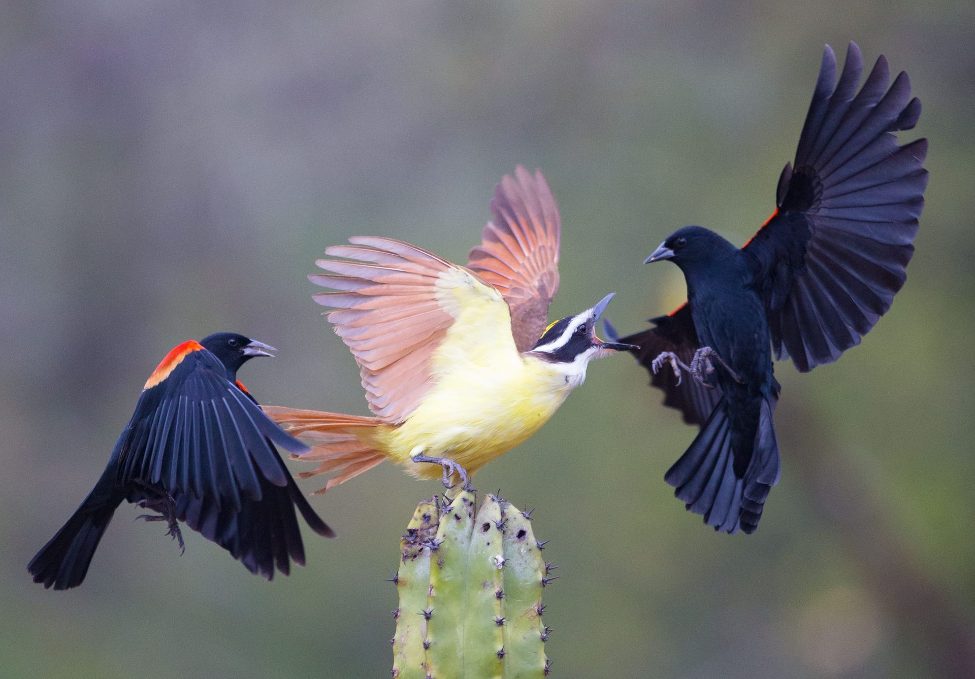 Three birds are sitting on top of a cactus.
