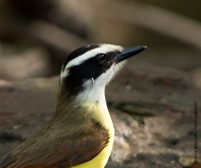 A close up of a bird with a black and white head