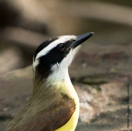 A small brown and yellow bird with a black beak