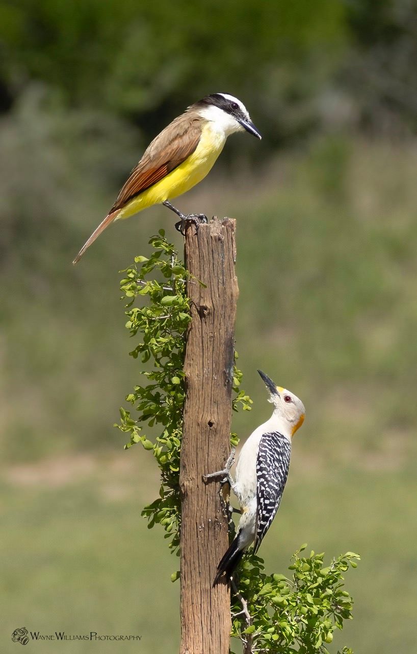 Two birds are perched on a wooden post.