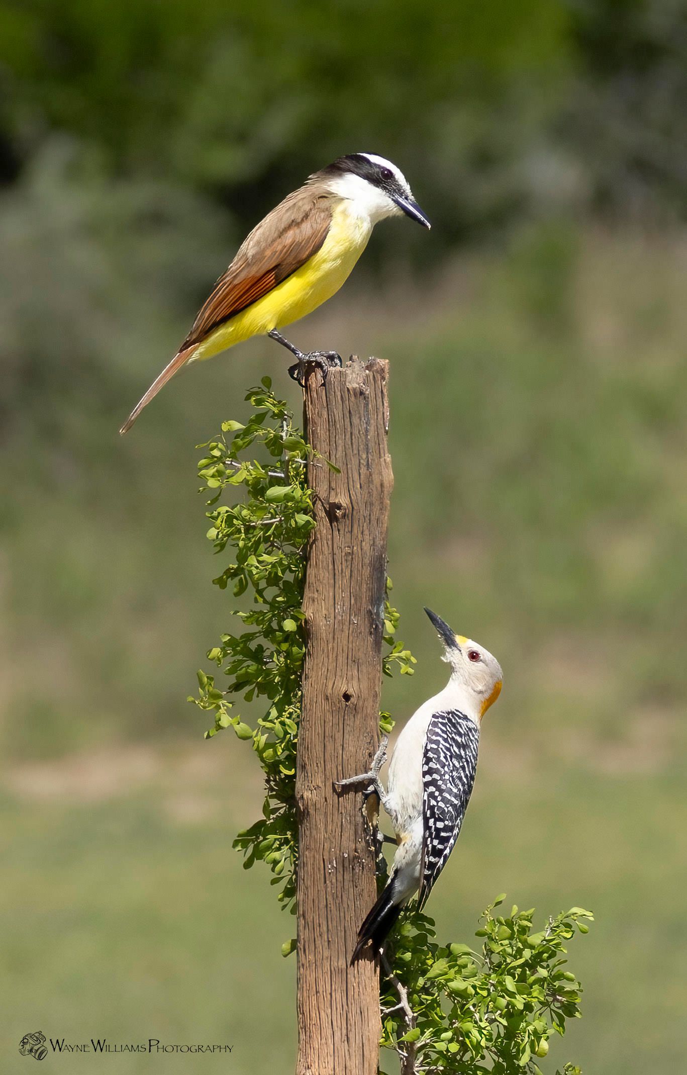 Two birds are perched on a wooden post.