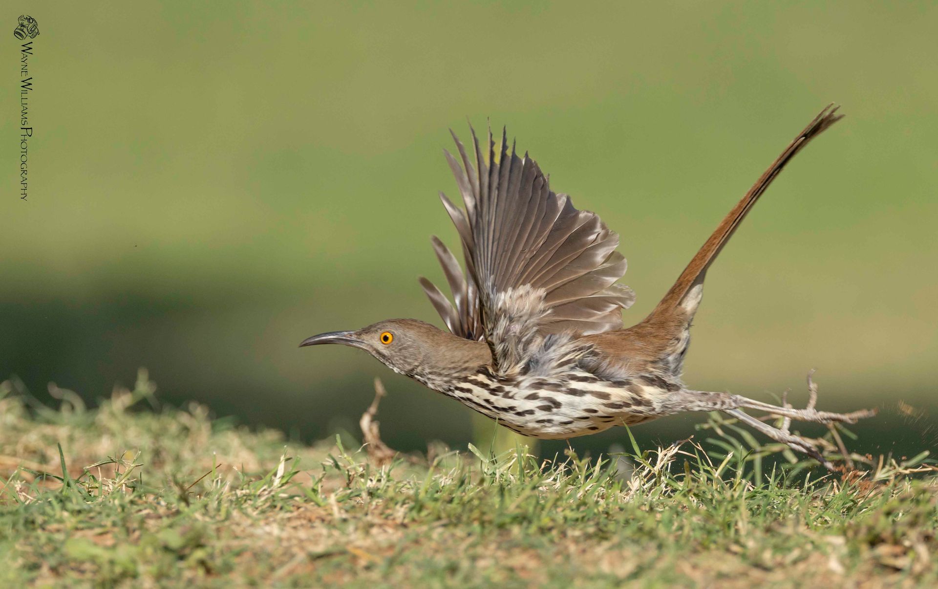 A bird is flying over a grassy field.