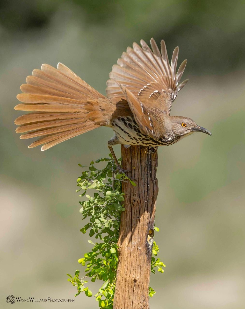 A bird is perched on a tree branch with its wings spread.