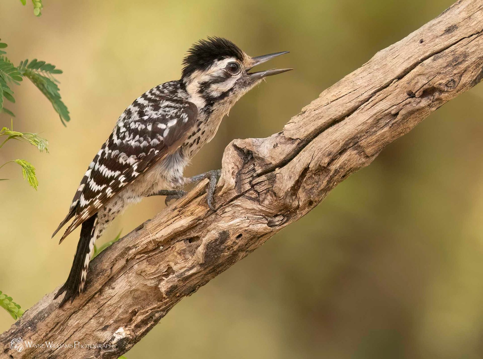 A black and white woodpecker perched on a tree branch.