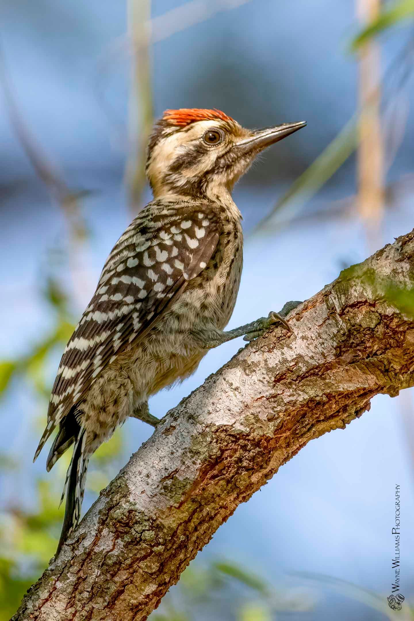 A small woodpecker perched on a tree branch