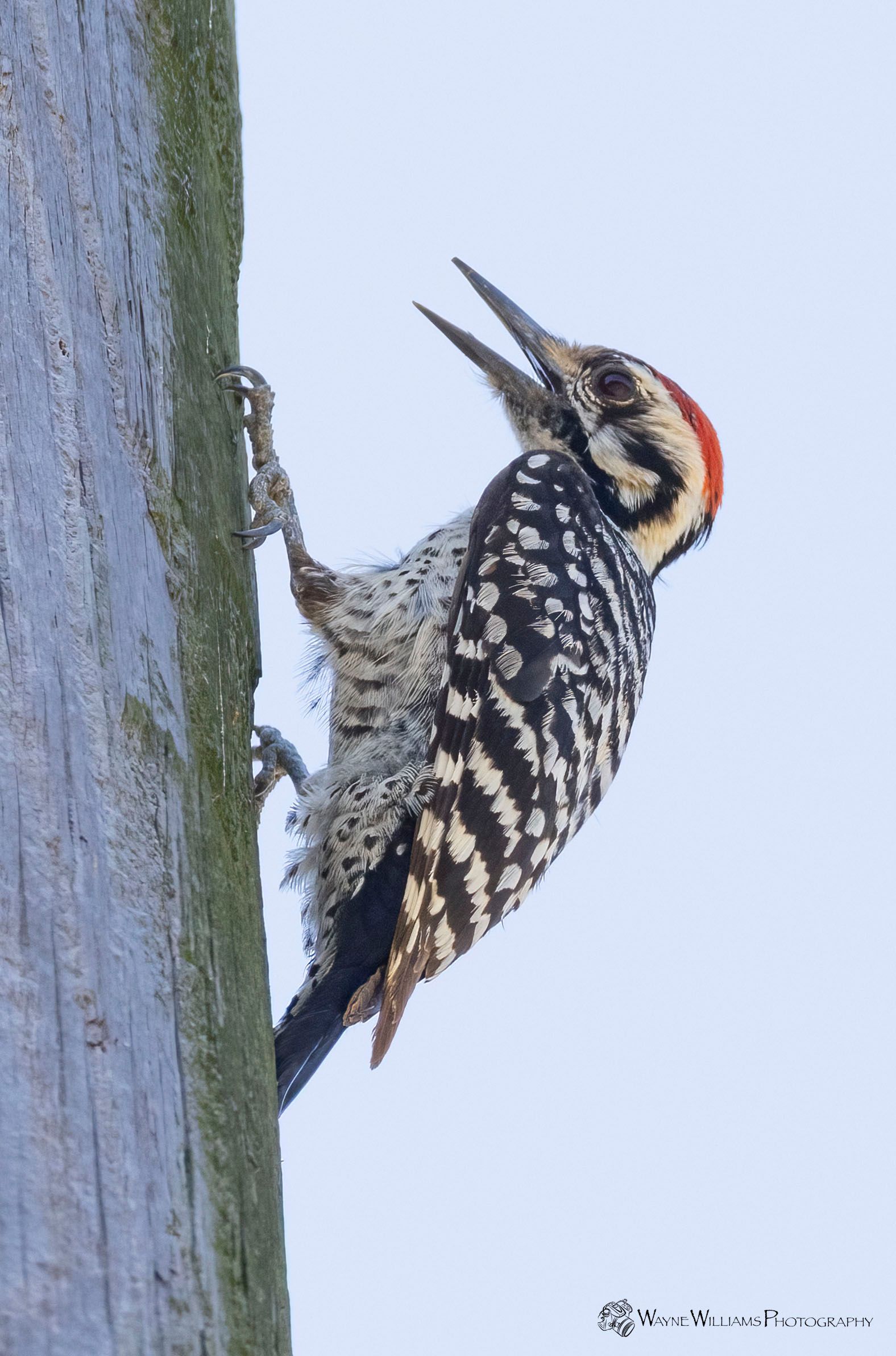 A woodpecker perched on a pole with its beak open