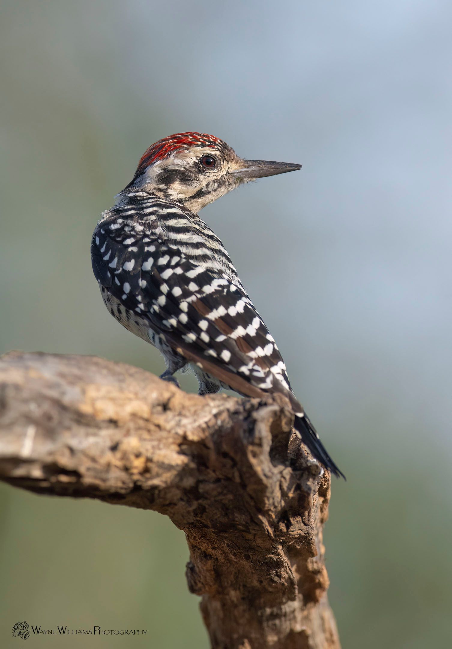 A black and white woodpecker perched on a tree branch.