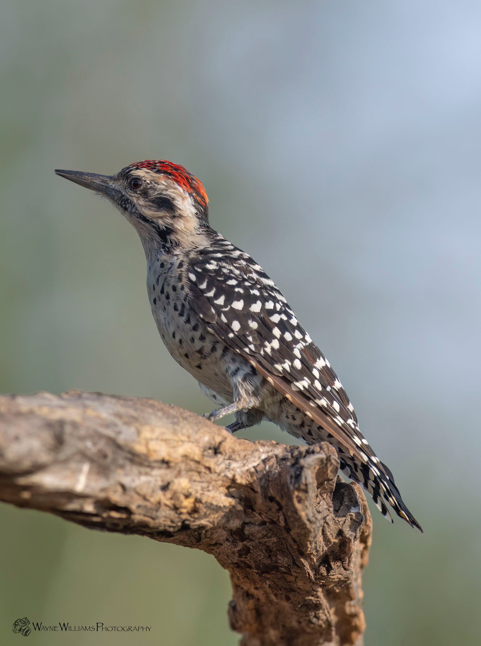 A woodpecker perched on top of a tree branch.