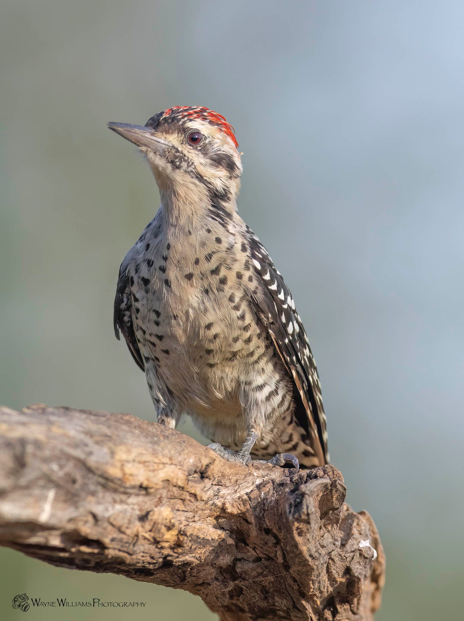 A woodpecker perched on top of a tree branch.