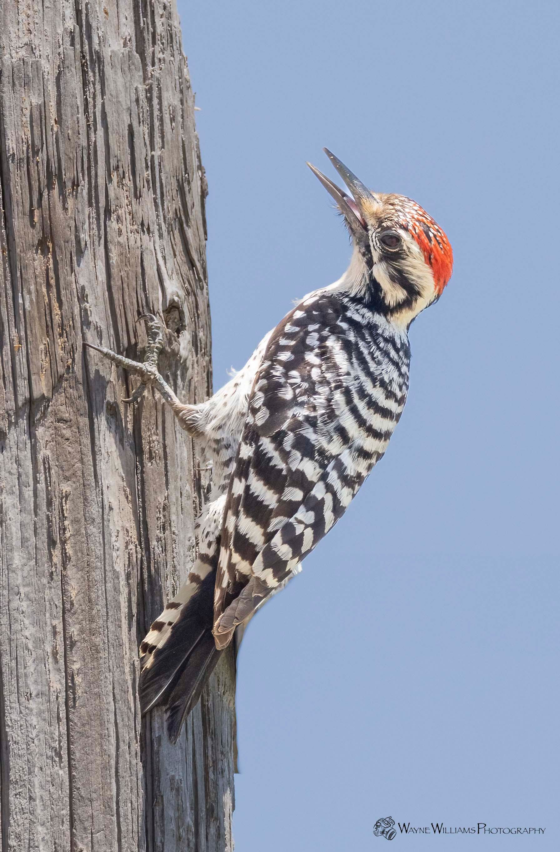 A woodpecker perched on a tree trunk with its beak open.