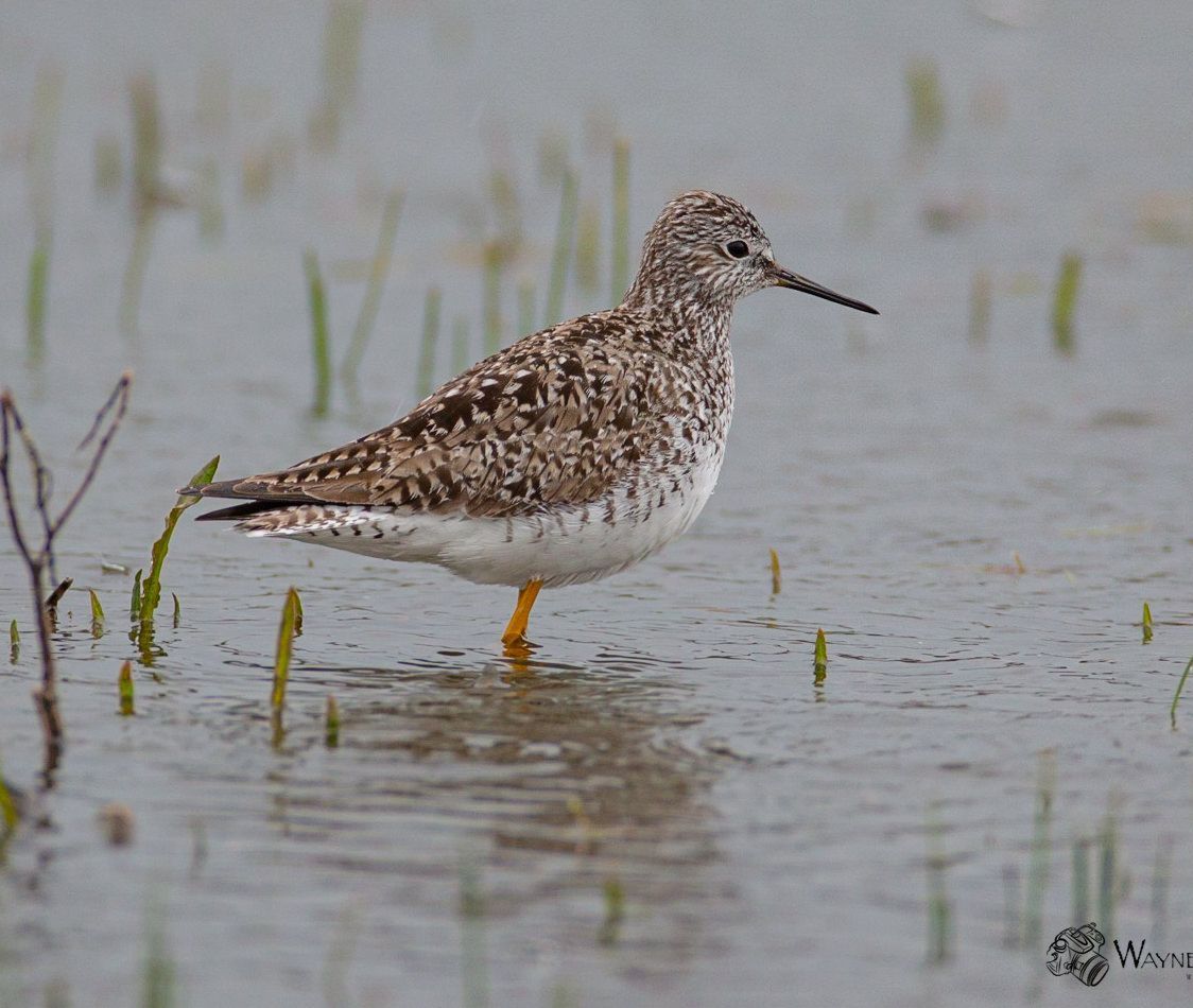 A small bird is standing in a shallow body of water.