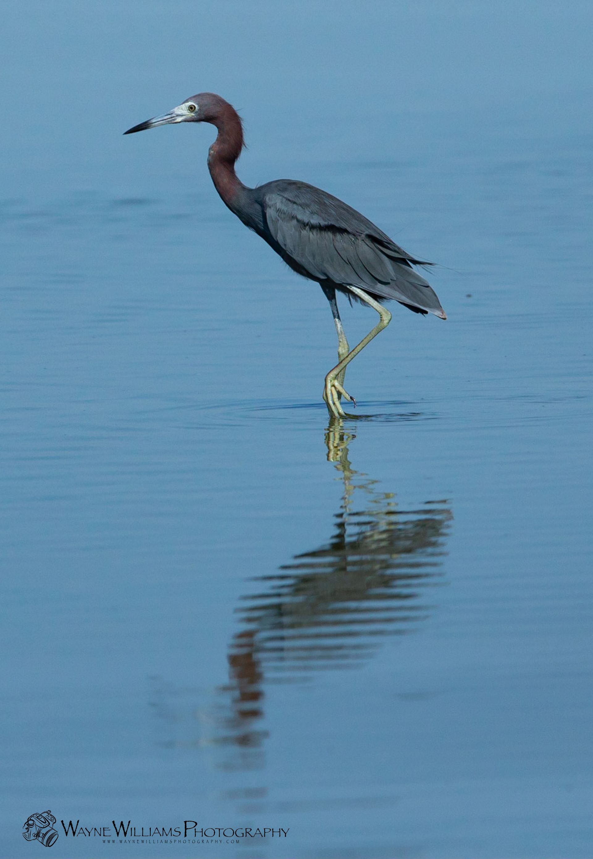 A bird with a long neck is standing in the water