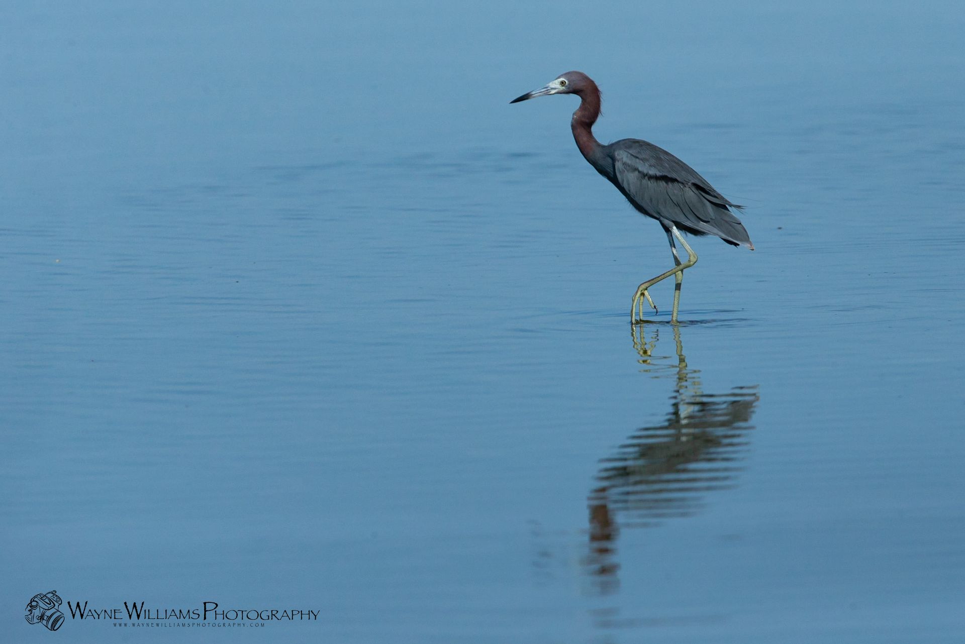 A bird standing in the water with a fish in its beak