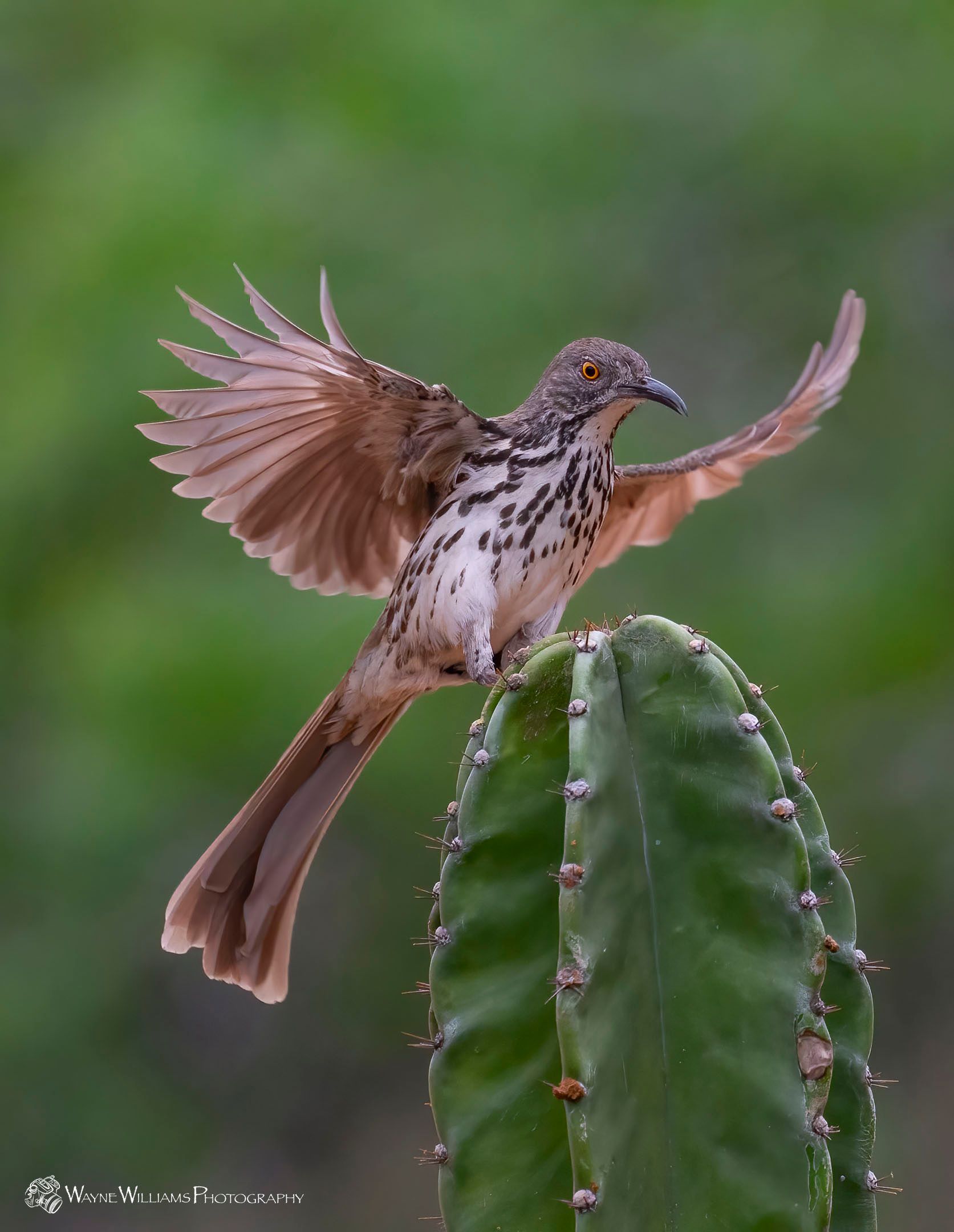 A bald eagle is flying over a forest.