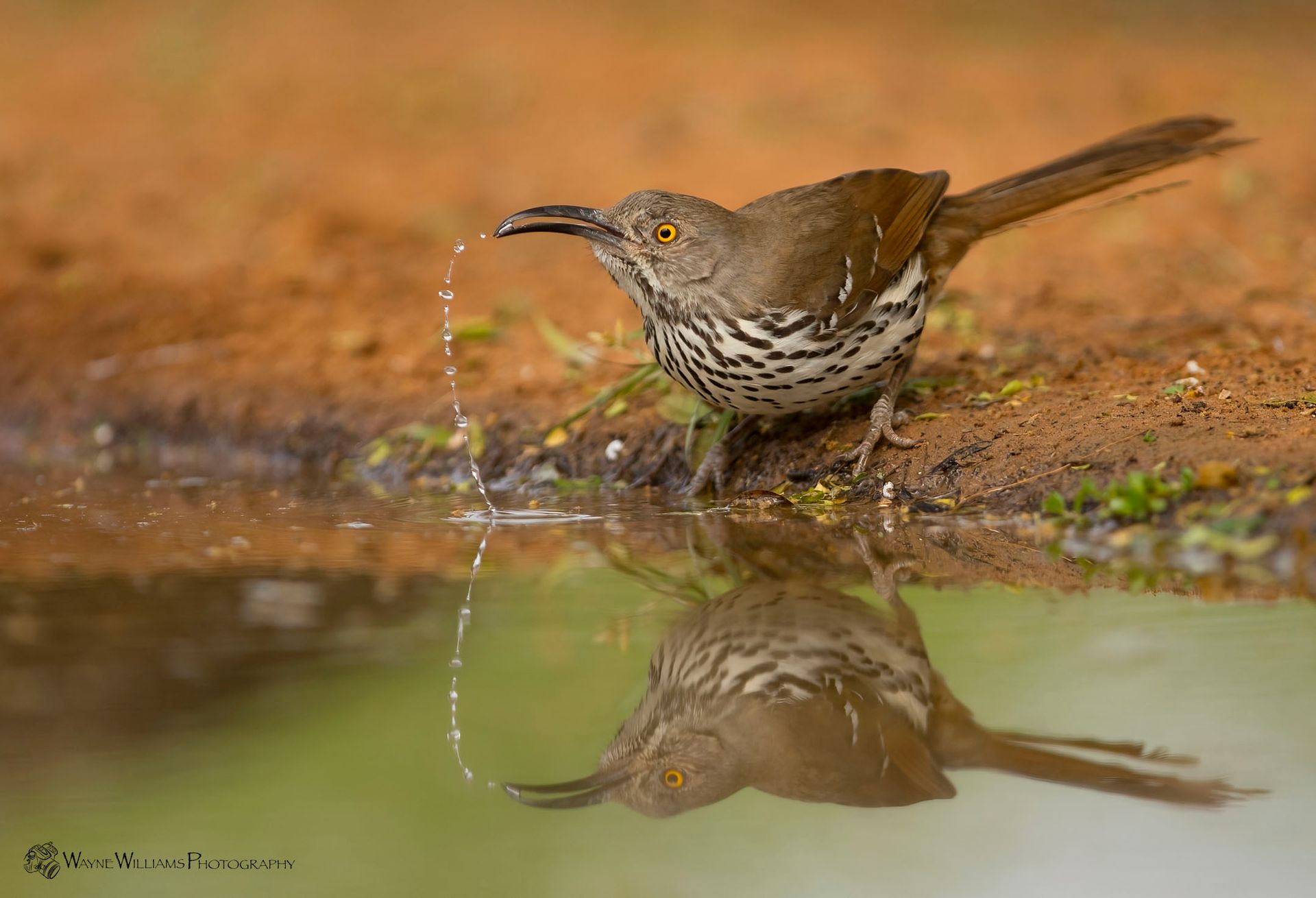 A bird is drinking water from a puddle of water.