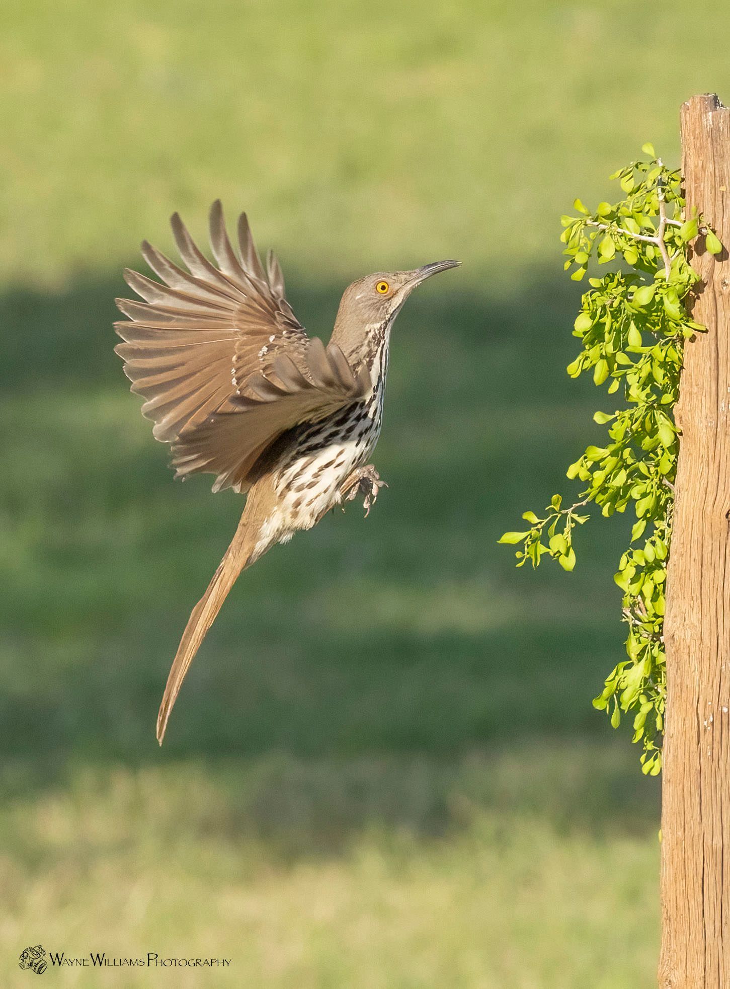 A bird is flying over a wooden post.