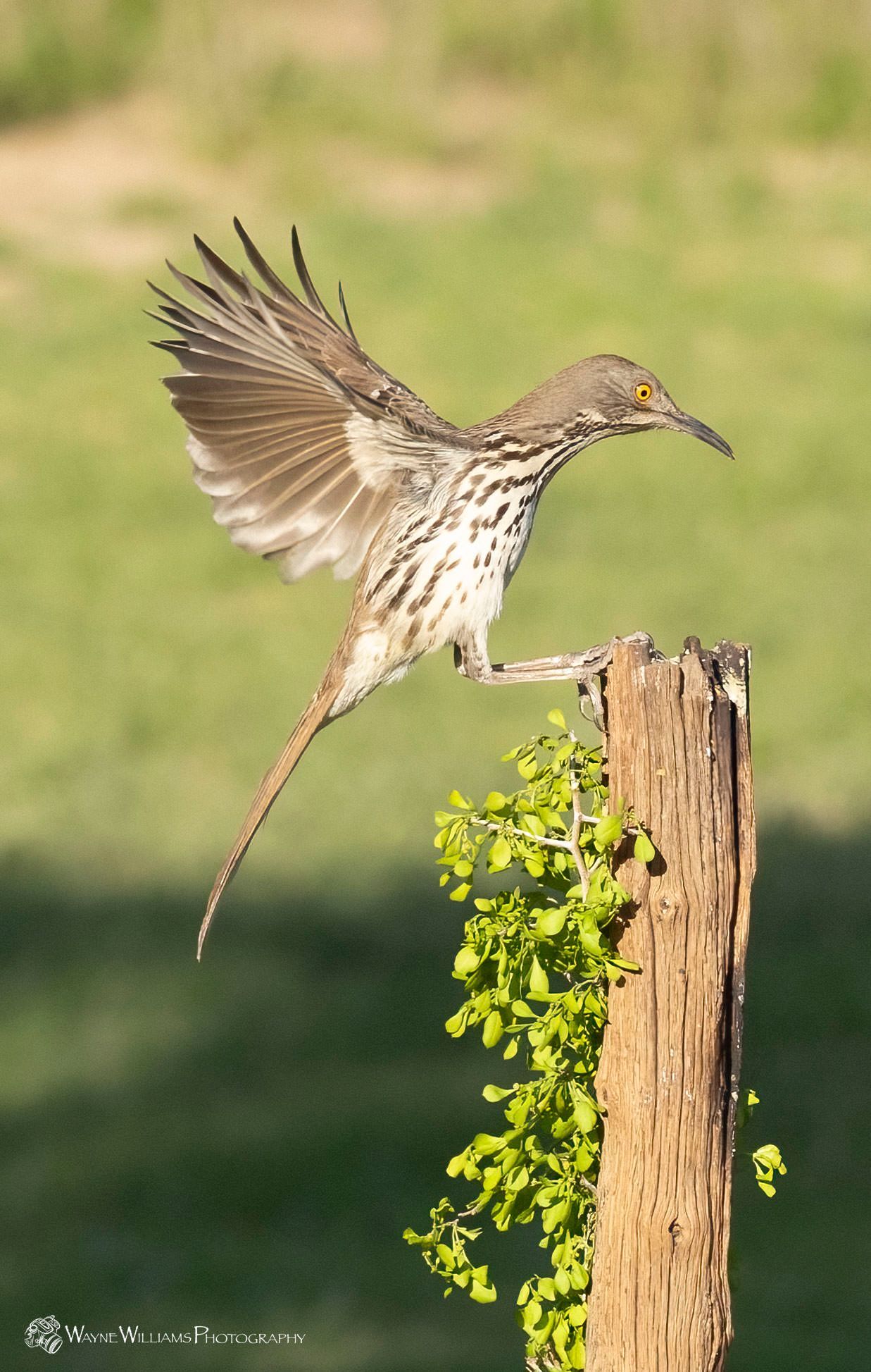 A bird is perched on a wooden post with its wings spread.