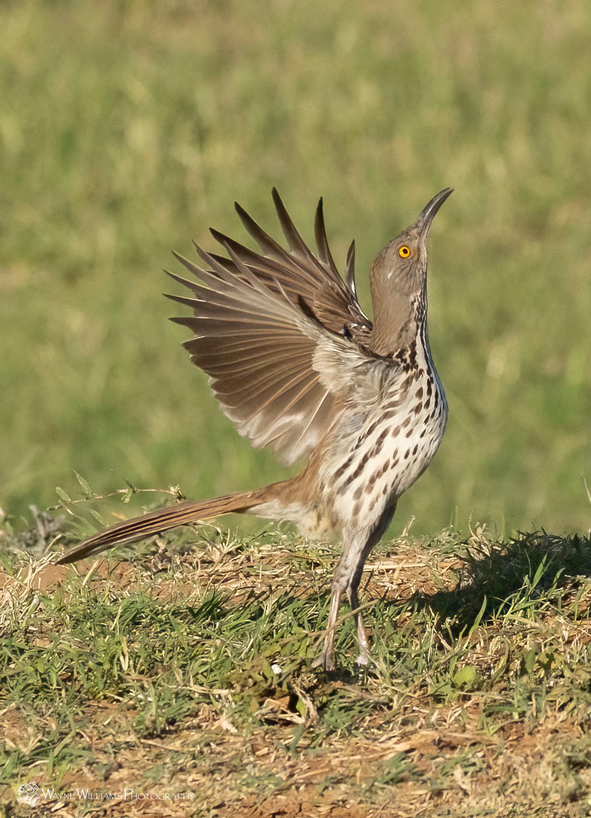 A bird is standing in the grass with its wings outstretched.