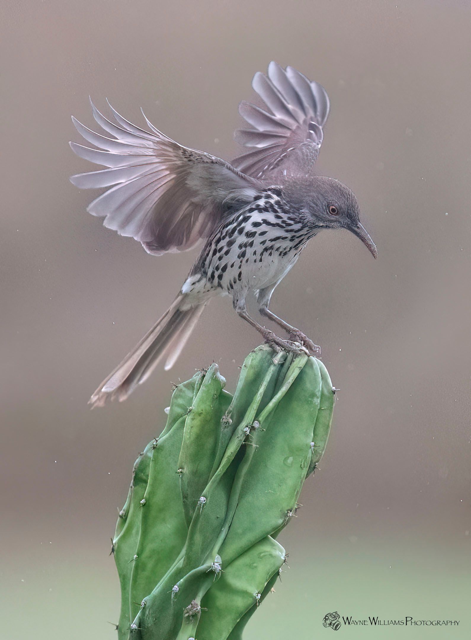 A small bird is perched on top of a green plant.
