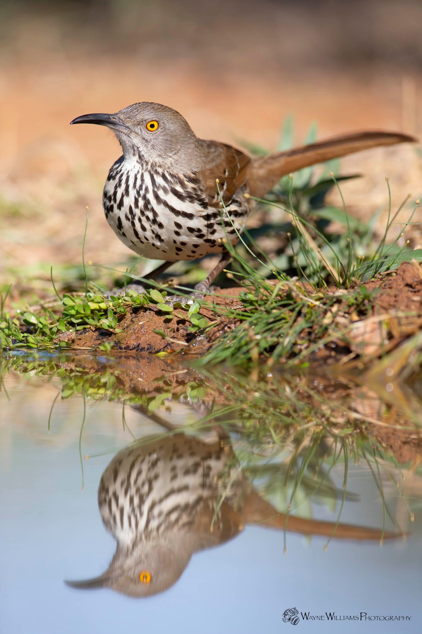 A small bird is perched on a rock next to a body of water.