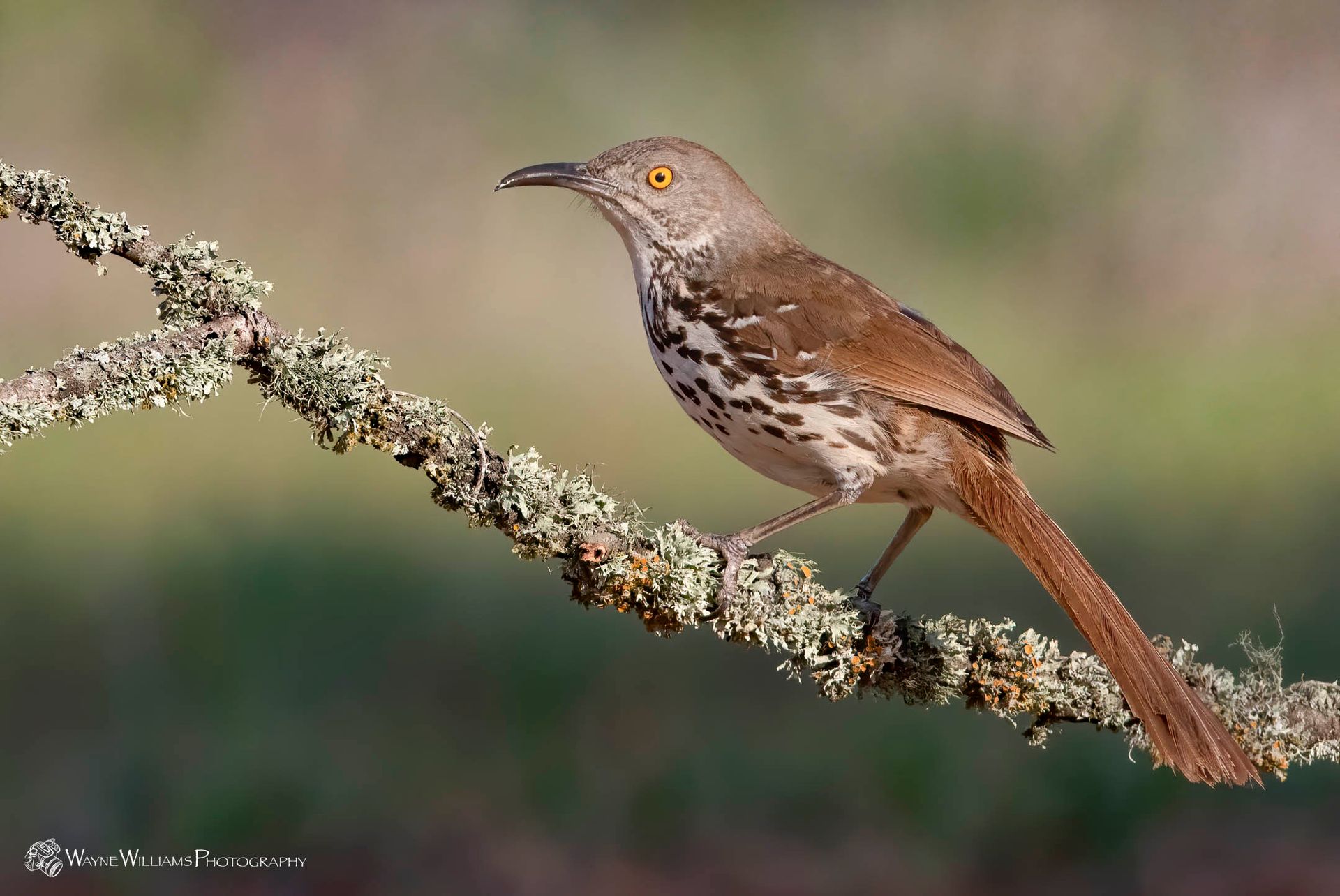 A bird perched on a branch with lichen on it.