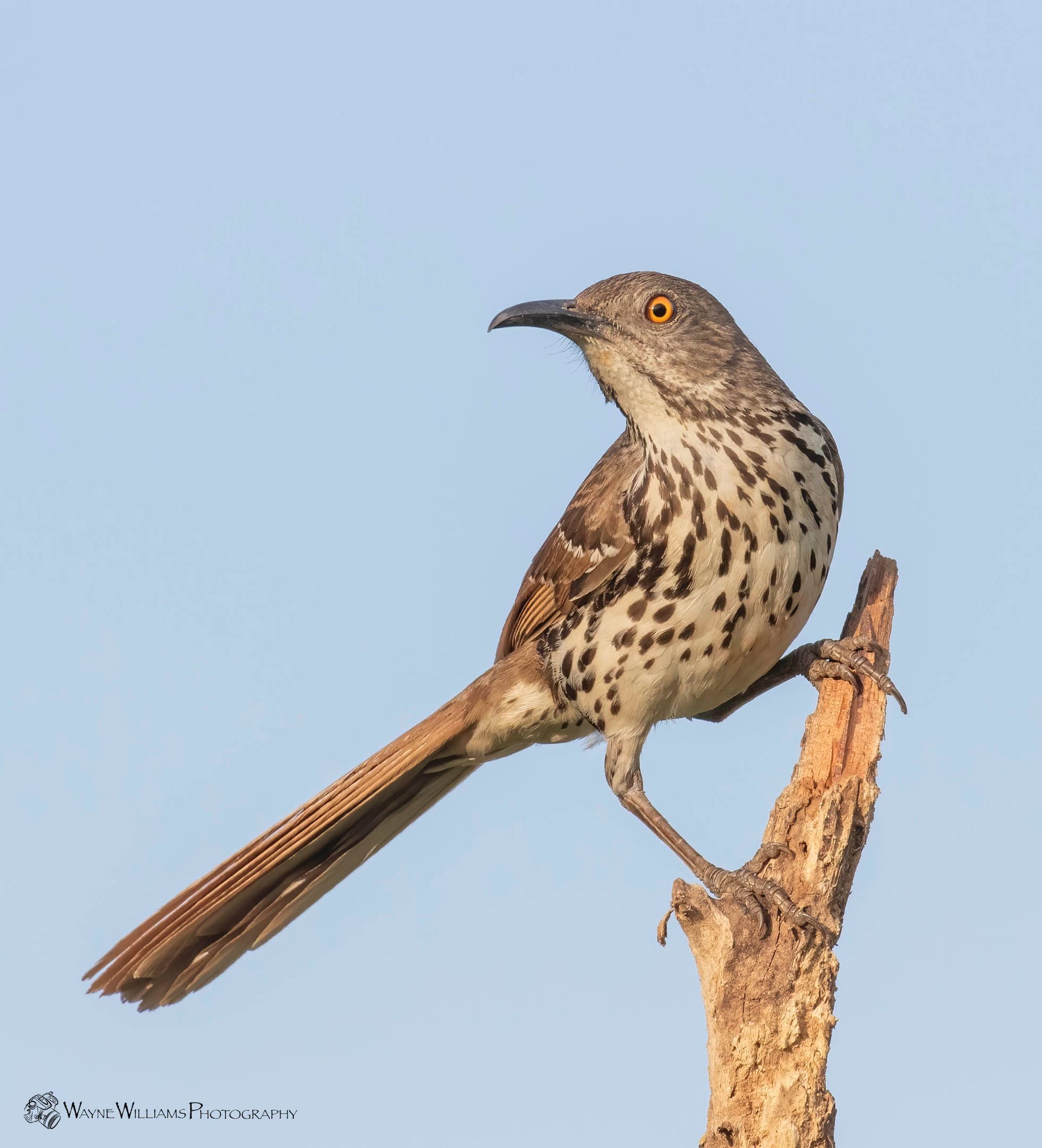 A small bird perched on a tree branch with a blue sky in the background