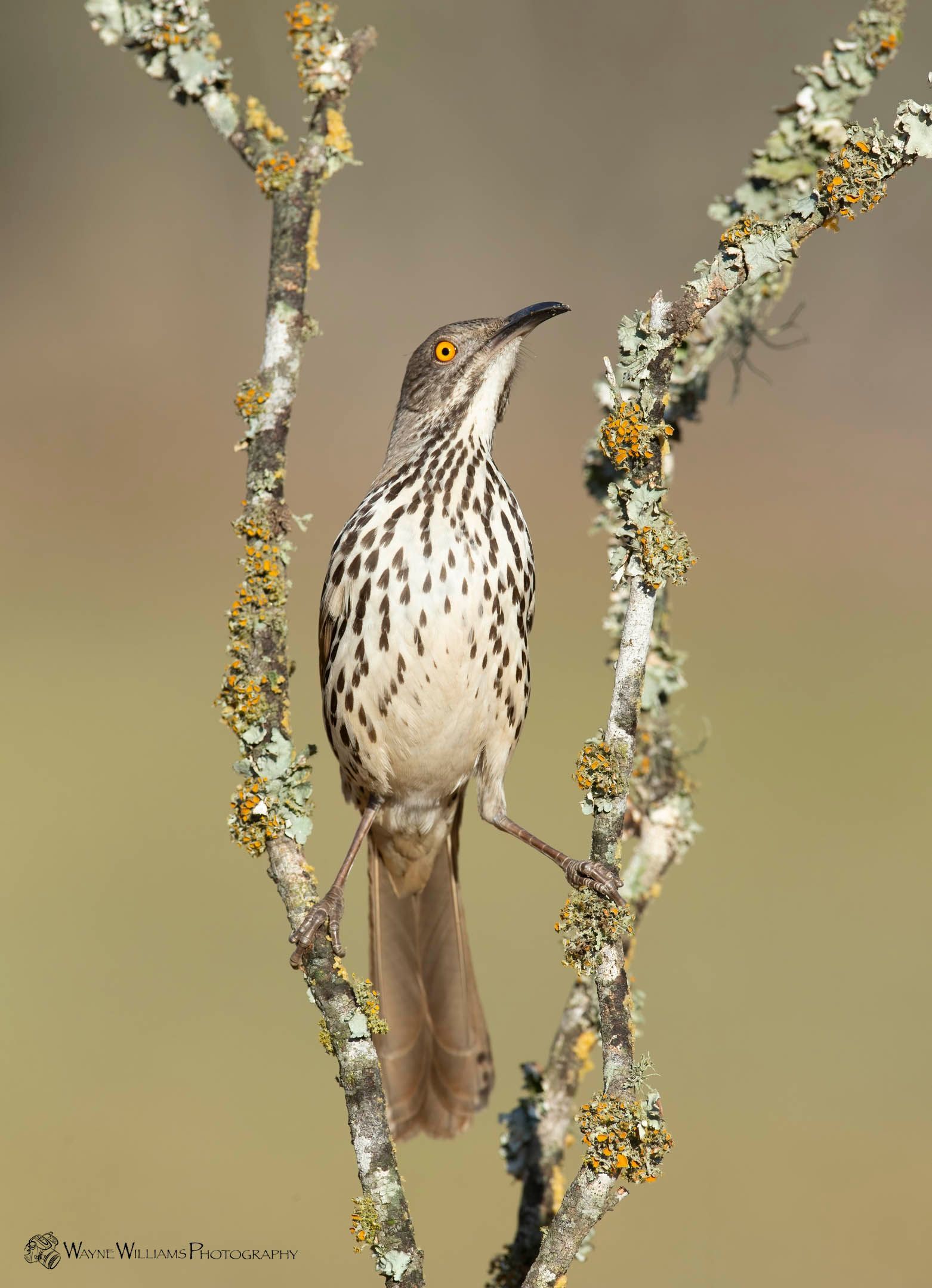 A bird perched on a branch with lichen on it