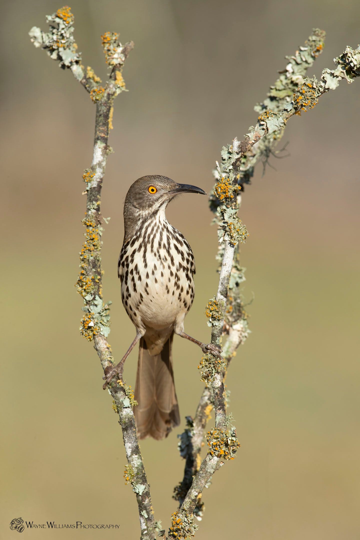 A bird perched on a branch with lichen on it