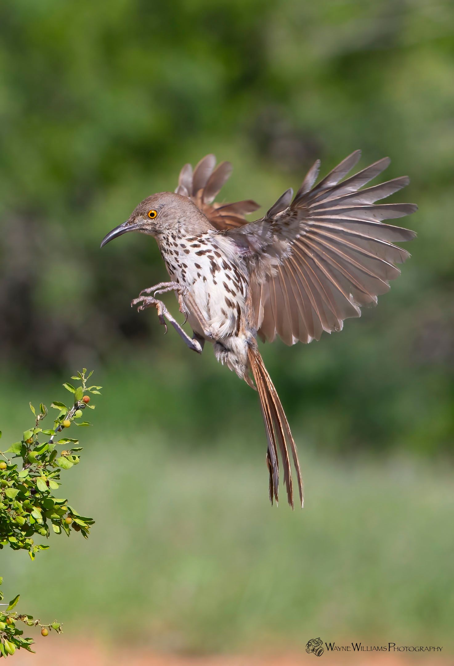 A bird is flying over a tree branch with its wings spread.