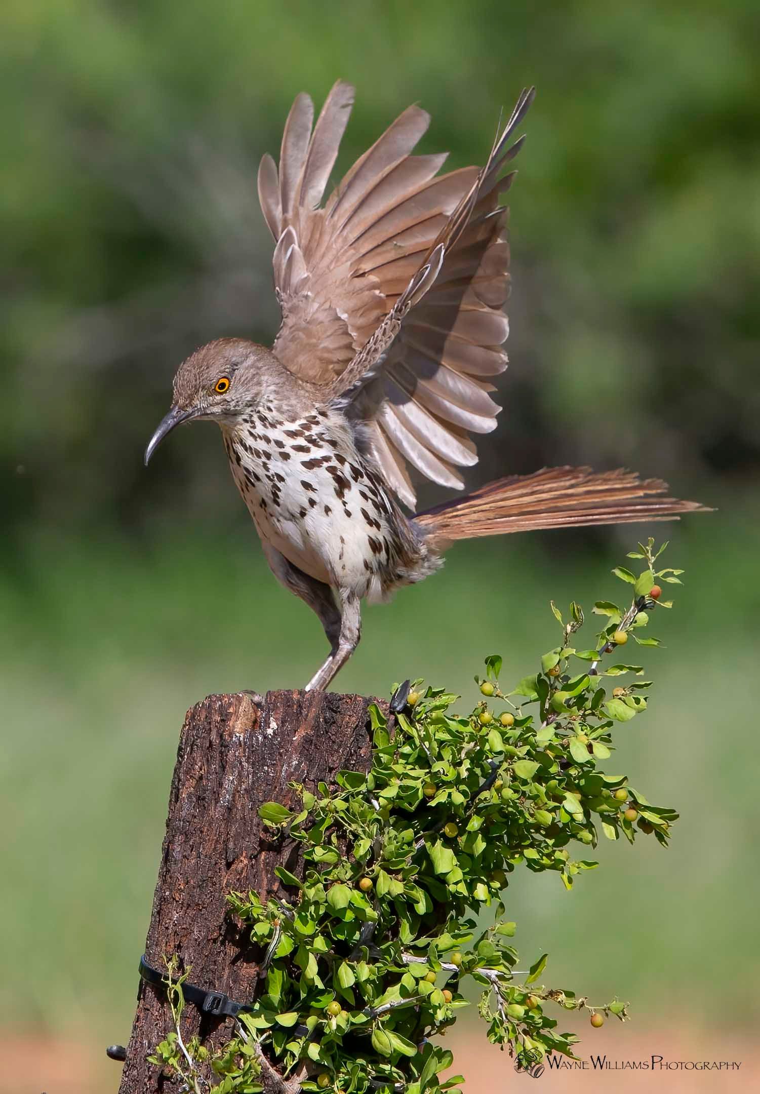 A bird is perched on a tree stump with its wings outstretched.