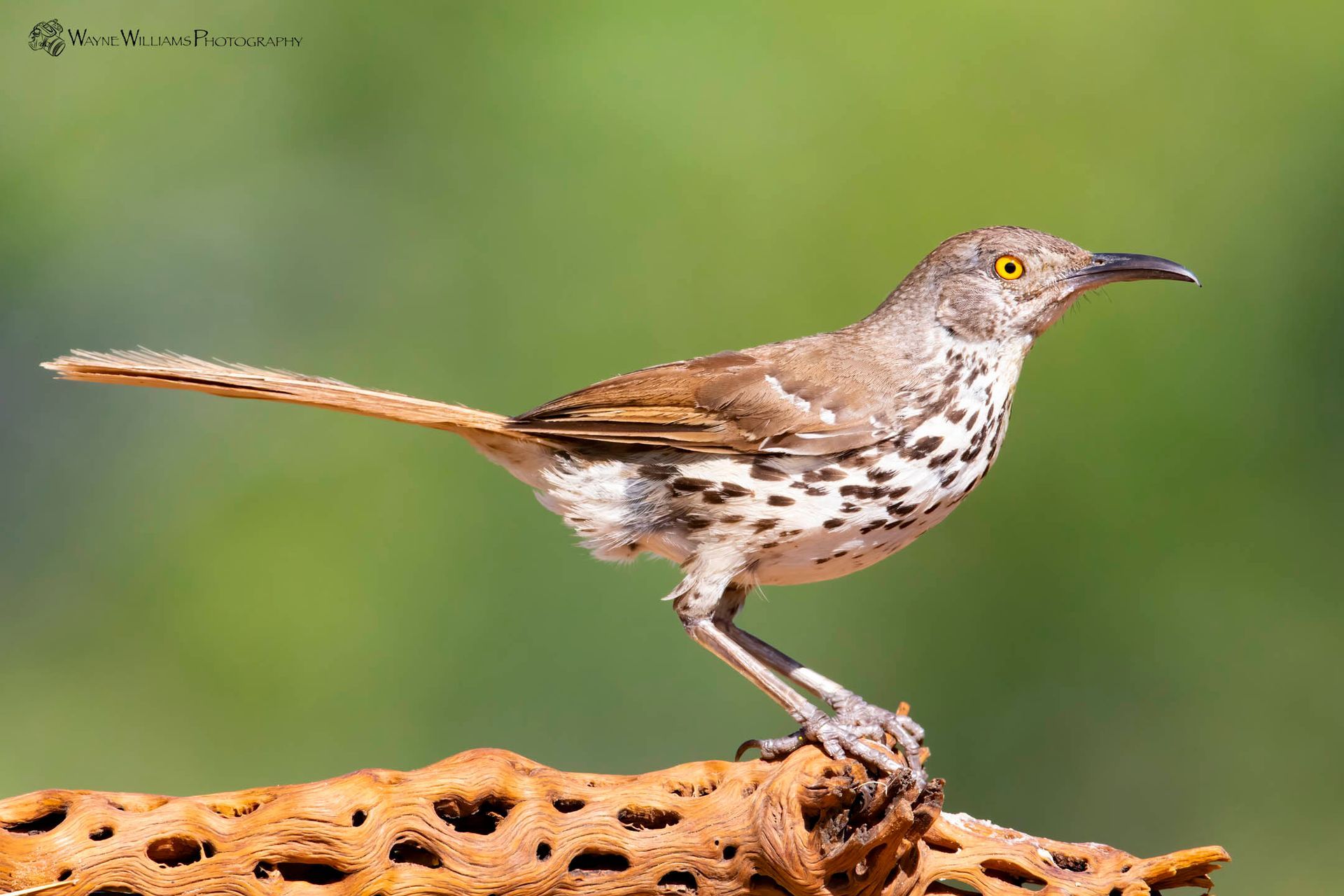 A small bird perched on top of a rock.