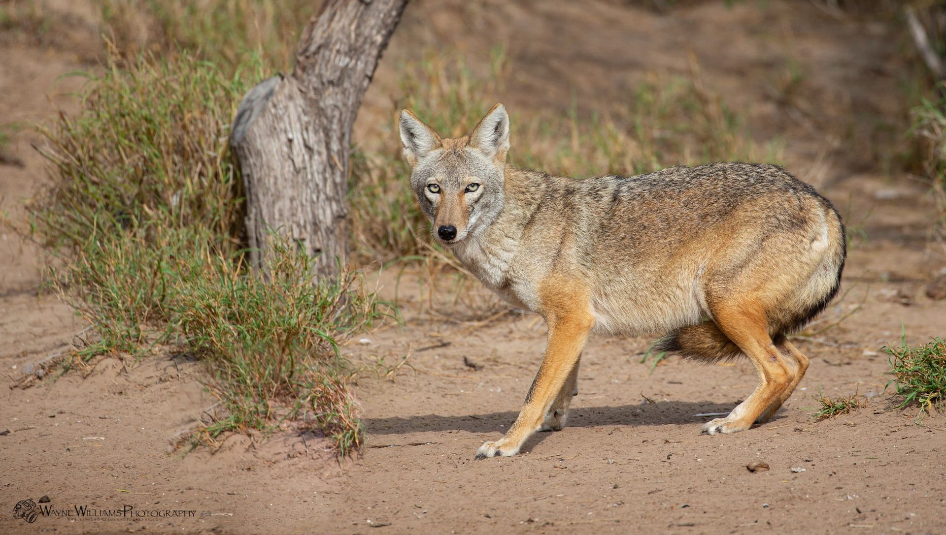 A coyote is walking across a dirt field next to a tree.