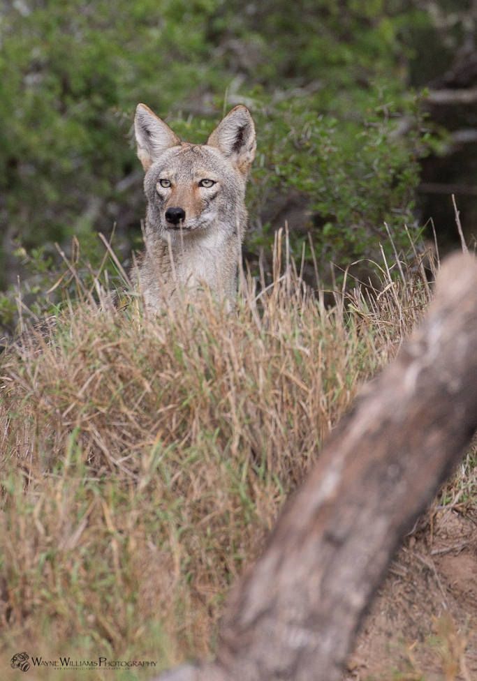 A coyote is sitting in the grass looking at the camera.