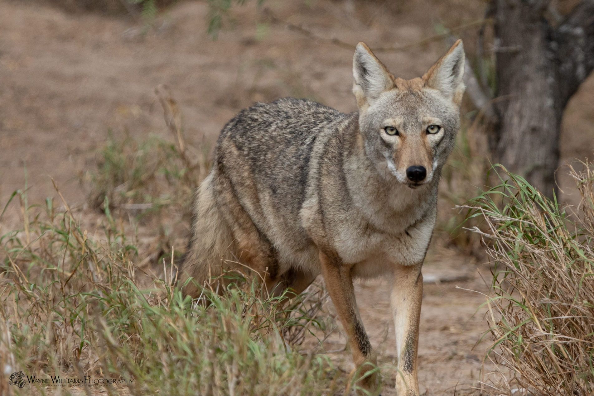 A coyote is standing in the grass looking at the camera.