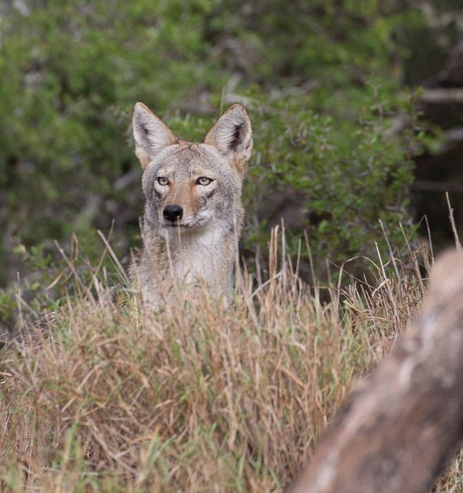 A coyote is sitting in the grass looking at the camera.