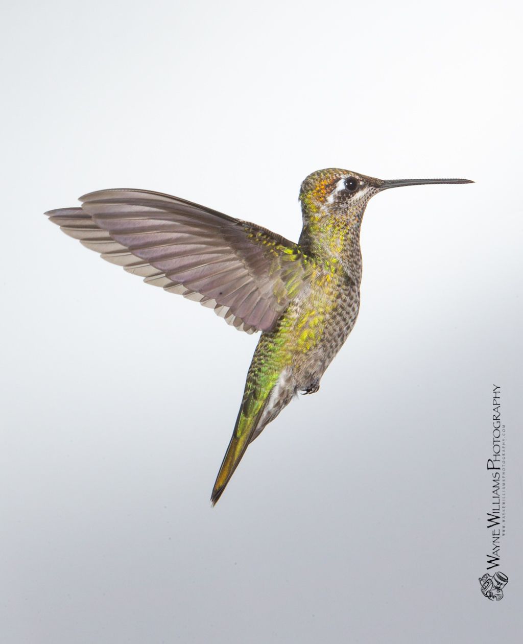 A hummingbird is flying in the air on a white background