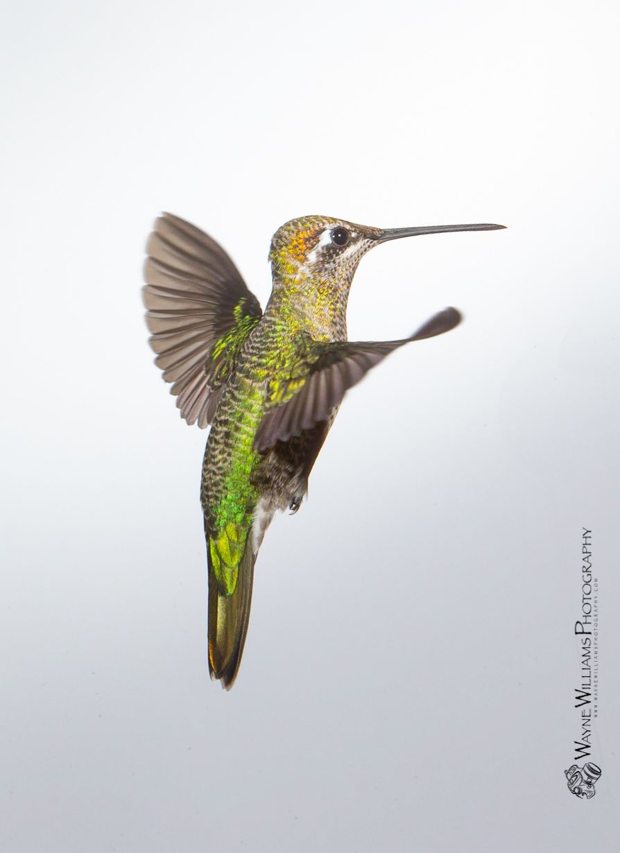 A hummingbird is flying in the air on a white background.