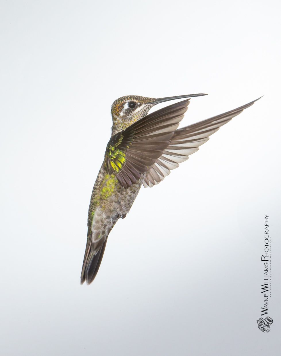 A hummingbird is flying in the air with its wings spread.