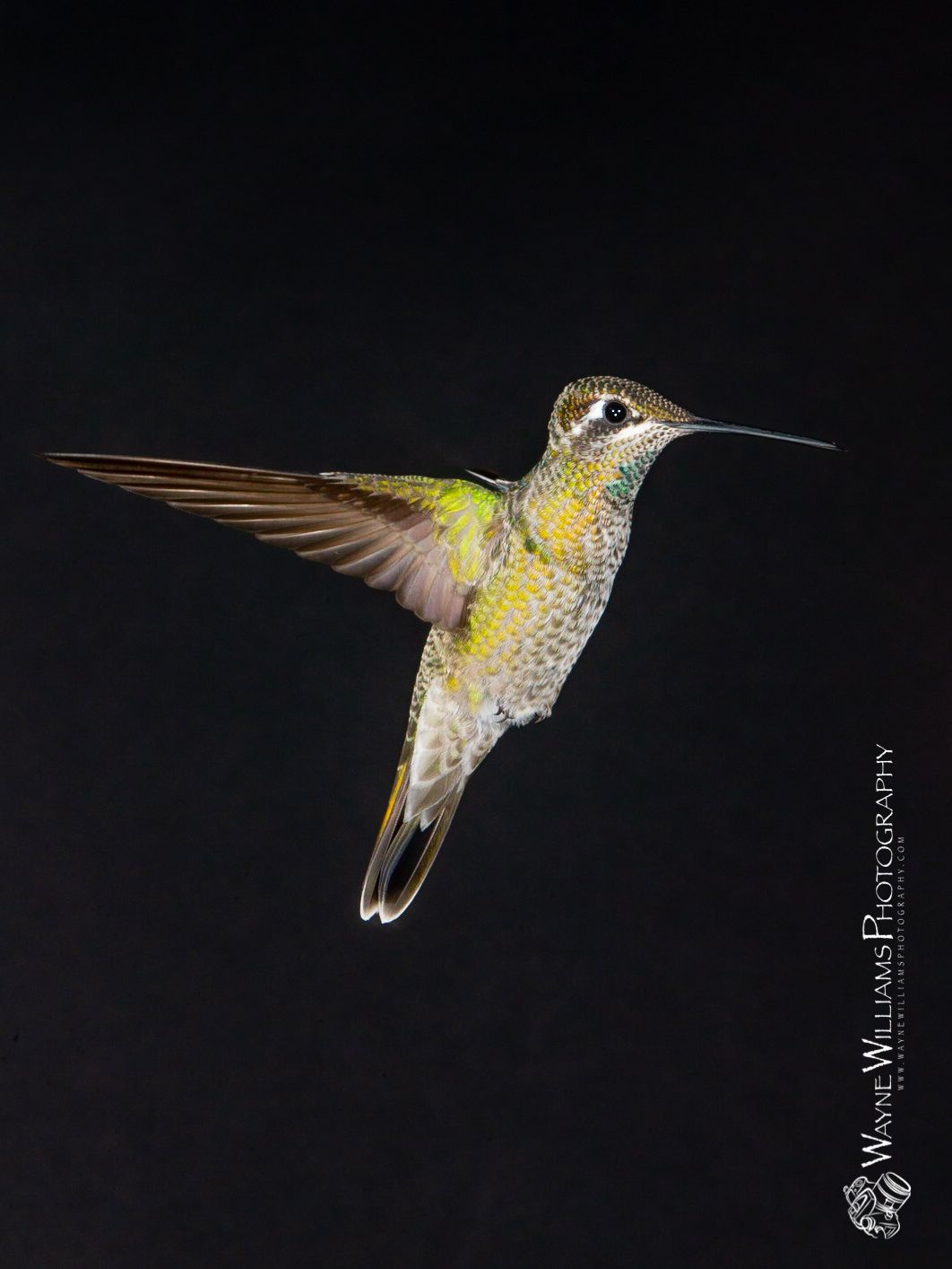 A hummingbird is flying in the dark with a black background