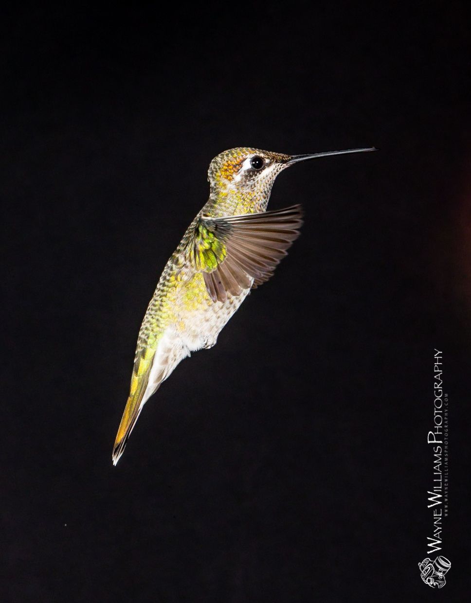 A hummingbird is flying in the dark with a black background
