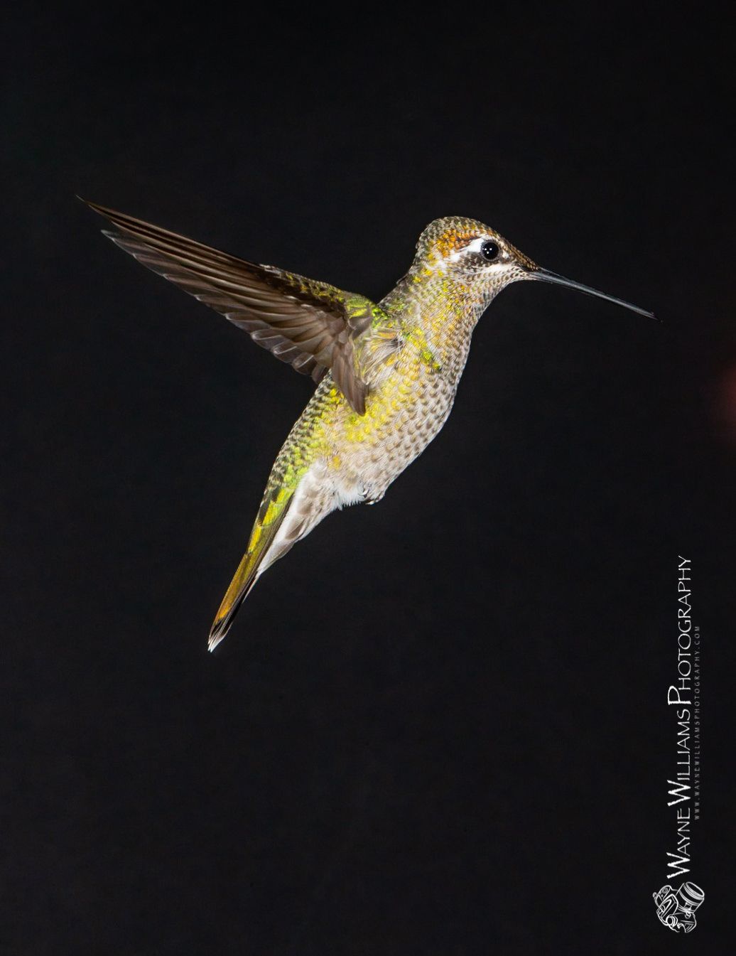 A hummingbird is flying in the dark on a black background.