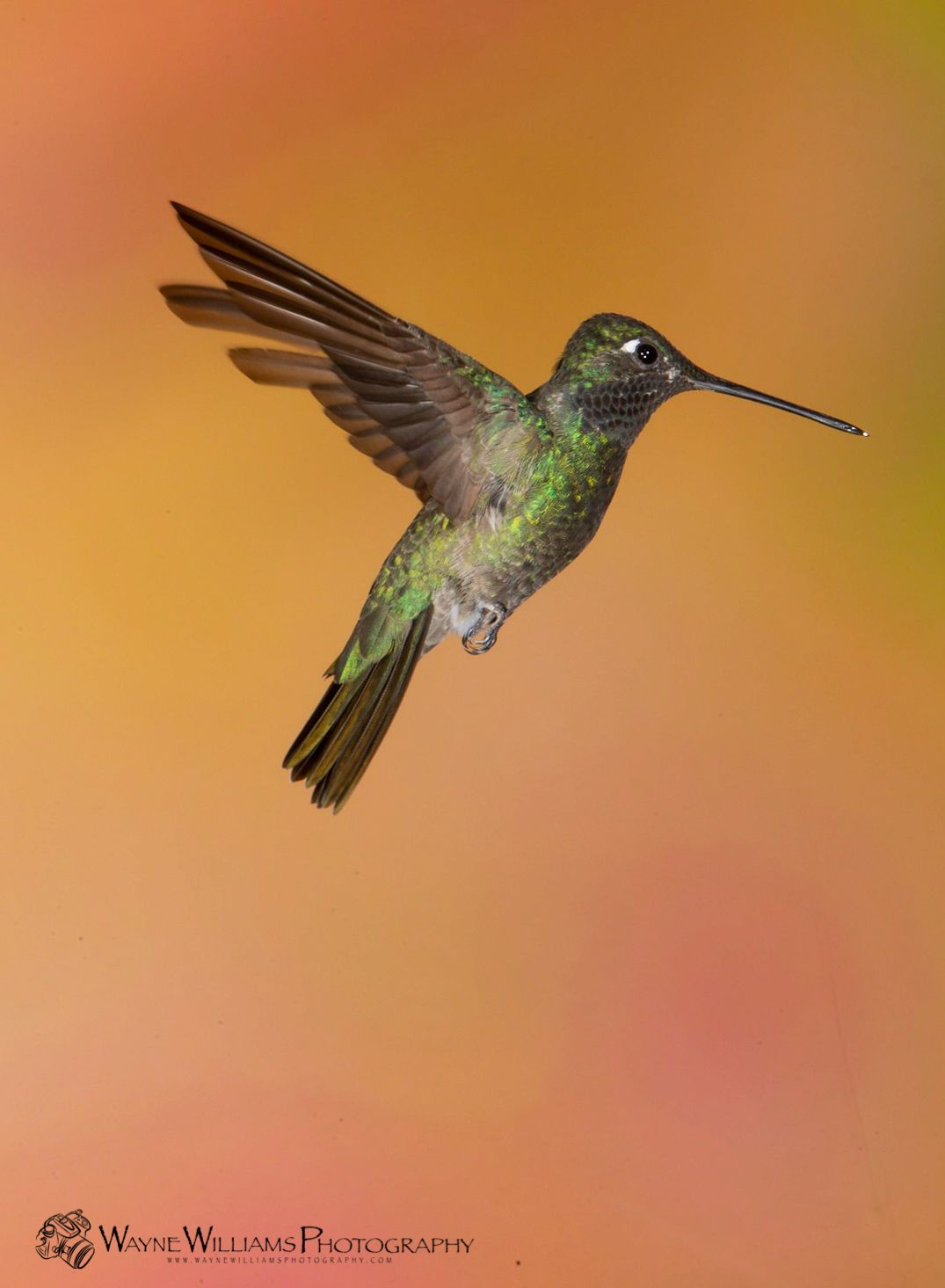 A hummingbird with a long beak is flying in the air
