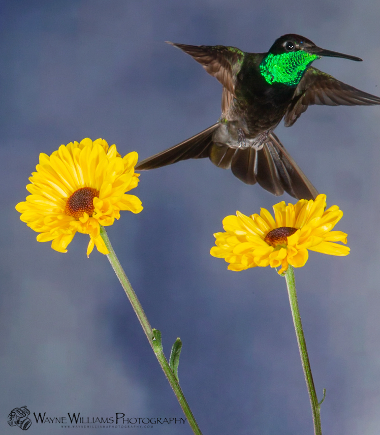 A hummingbird with a green beak is sitting on a yellow flower