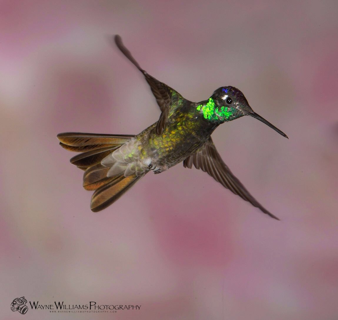 A hummingbird is flying in front of a pink background