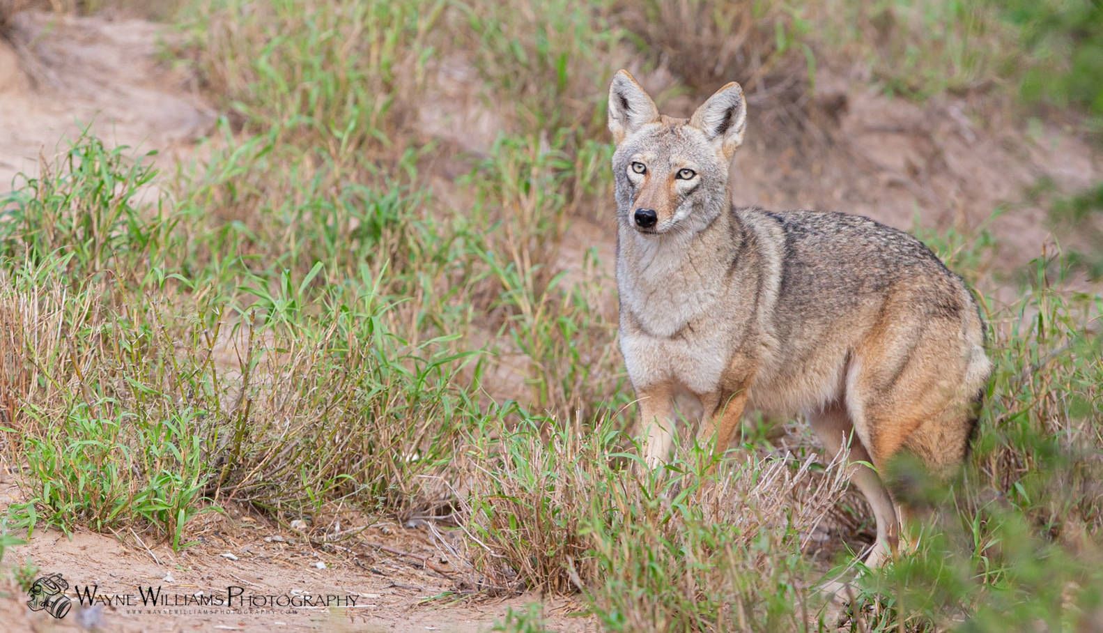 A coyote is standing in the grass looking at the camera.
