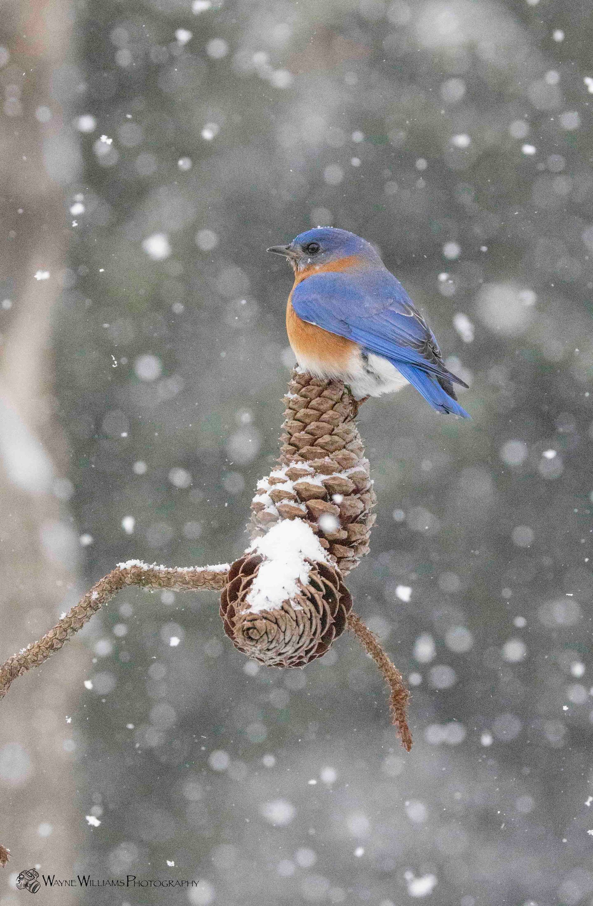 A bluebird perched on top of a pine cone in the snow.